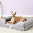 Lounge Memory Foam Bolster Cat & Dog Bed