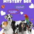 PawMart Pets Lifestage Christmas Mystery Box